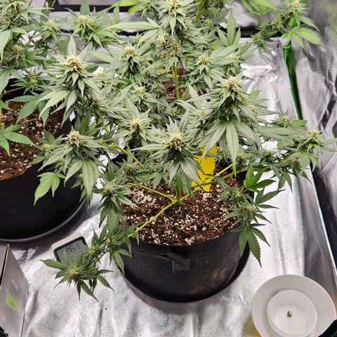 Original Ak47 growlog timeline photo