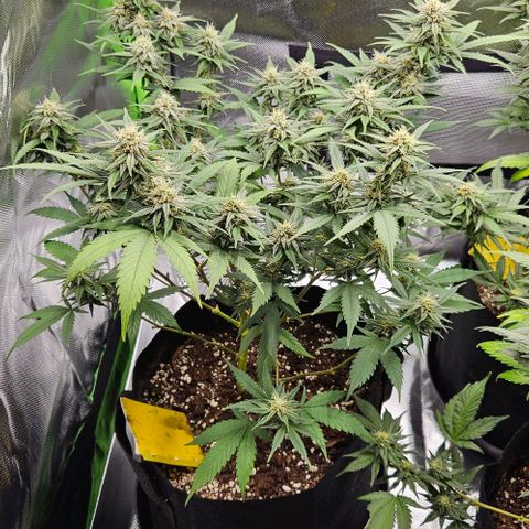 Original Ak47 growlog timeline photo