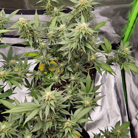 Original Ak47 growlog timeline photo