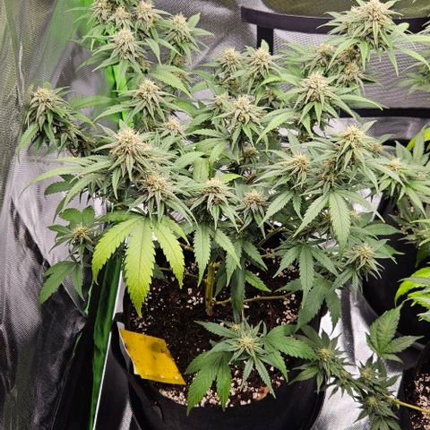 Original Ak47 growlog timeline photo