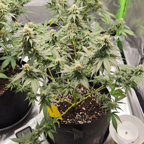 Original Ak47 growlog timeline photo