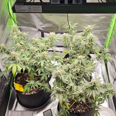 Original Ak47 growlog timeline photo