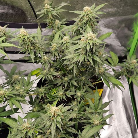 Original Ak47 growlog timeline photo