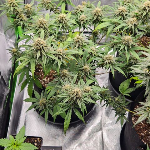 Original Ak47 growlog timeline photo