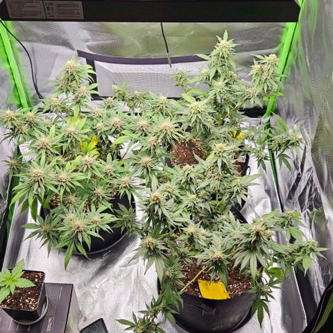 Original Ak47 growlog timeline photo