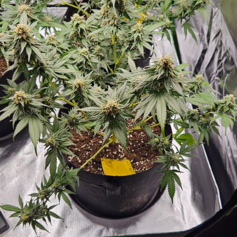 Original Ak47 growlog timeline photo