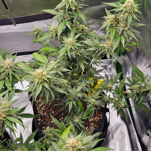 Original Ak47 growlog timeline photo