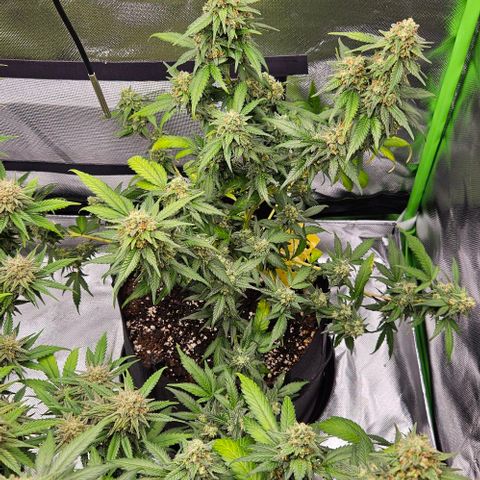 Original Ak47 growlog timeline photo