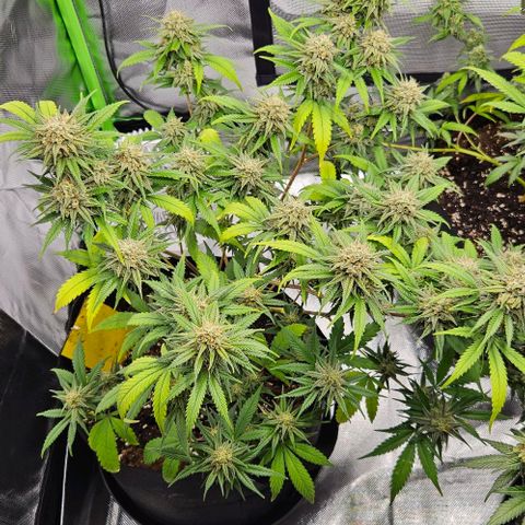 Original Ak47 growlog timeline photo