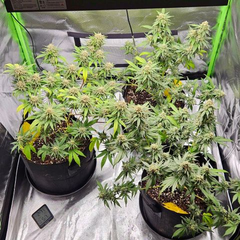Original Ak47 growlog timeline photo