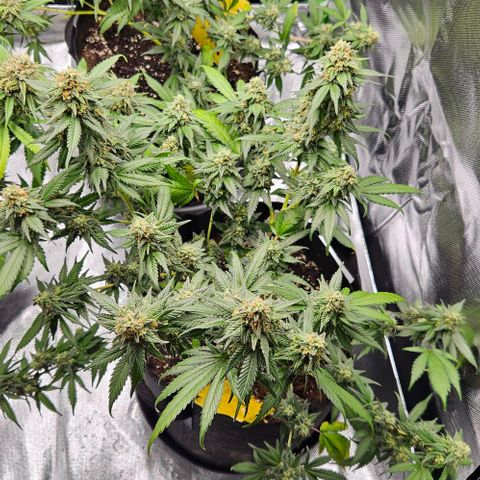 Original Ak47 growlog timeline photo