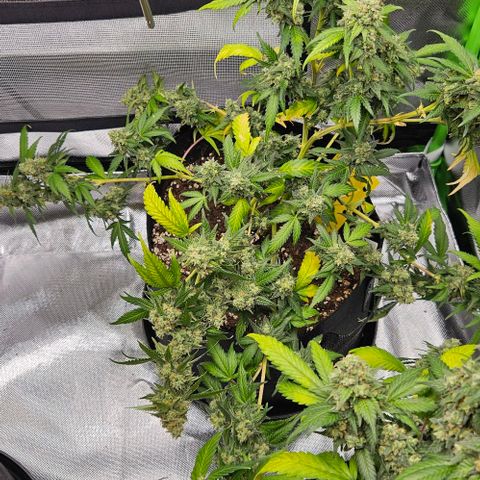Original Ak47 growlog timeline photo