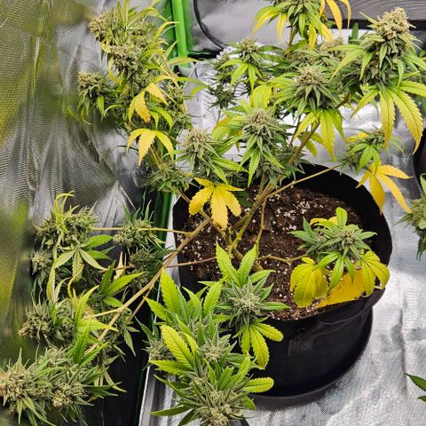 Original Ak47 growlog timeline photo