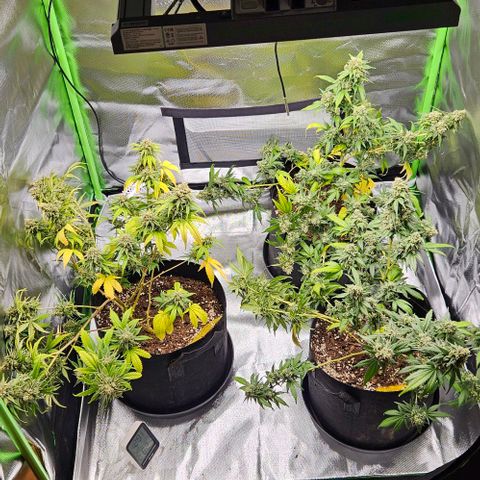 Original Ak47 growlog timeline photo