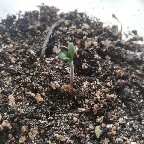 Six Shooter growlog photo: Каска слетела, расишке 4 дня. 