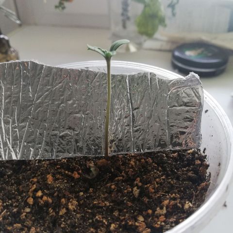 Six Shooter growlog photo: Растет как с ума сашел) 