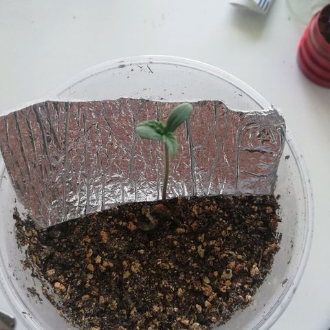 Six Shooter growlog photo: Растет как с ума сашел) 