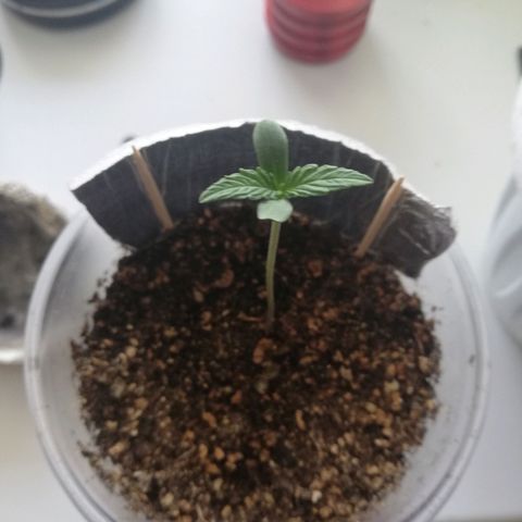 Six Shooter growlog photo: Все идет по плану) 