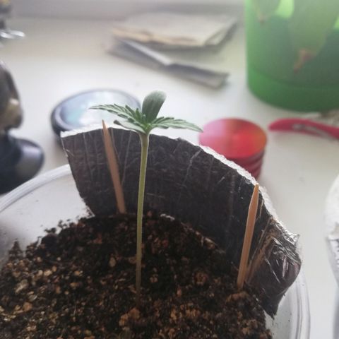 Six Shooter growlog photo: Все идет по плану) 
