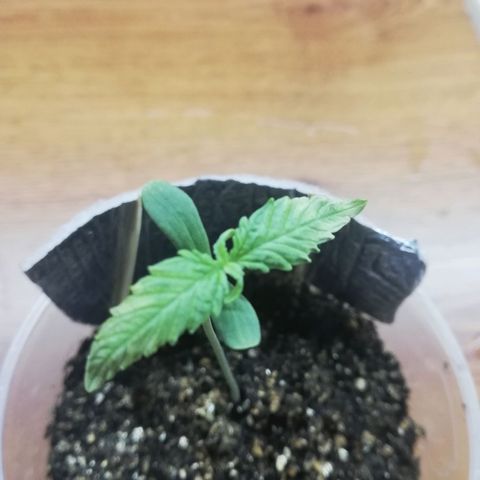 Six Shooter growlog photo: Побелели кончики листьев, наверное перегрел лампой. Убрал ниже 100 см до led 300w лампы. 
