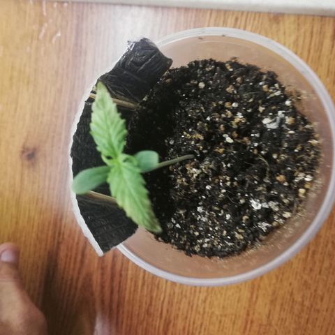 Six Shooter growlog photo: Побелели кончики листьев, наверное перегрел лампой. Убрал ниже 100 см до led 300w лампы. 
