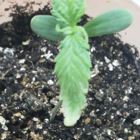 Six Shooter growlog photo: Побелели кончики листьев, наверное перегрел лампой. Убрал ниже 100 см до led 300w лампы. 