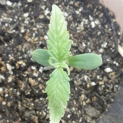 Six Shooter growlog photo: Побелели кончики листьев, наверное перегрел лампой. Убрал ниже 100 см до led 300w лампы. 