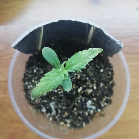 Six Shooter growlog photo: Побелели кончики листьев, наверное перегрел лампой. Убрал ниже 100 см до led 300w лампы. 