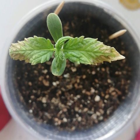 Six Shooter growlog timeline photo