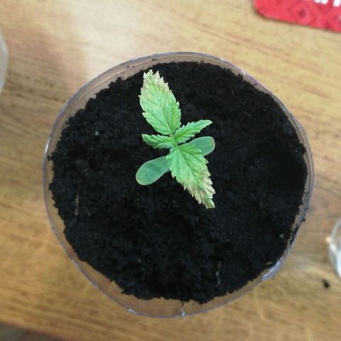 Six Shooter growlog timeline photo
