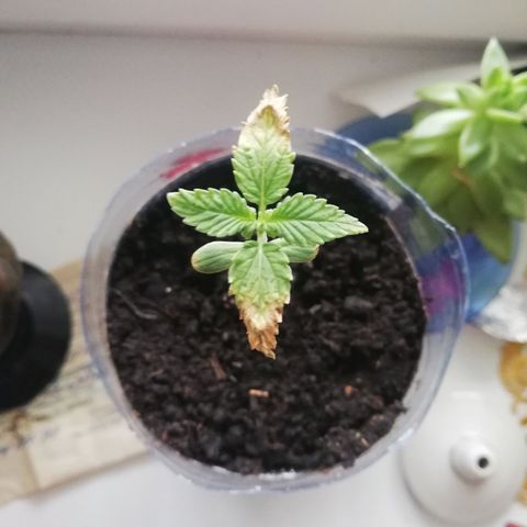 Six Shooter growlog photo: Цвет стал живым) 