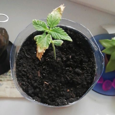 Six Shooter growlog photo: Цвет стал живым) 