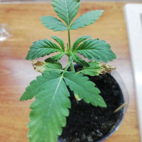 Six Shooter growlog photo: Покаживет в балоне