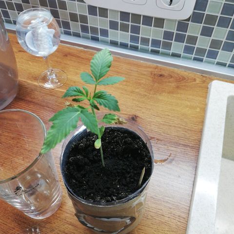 Six Shooter growlog photo: Покаживет в балоне
