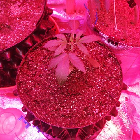 Six Shooter growlog timeline photo