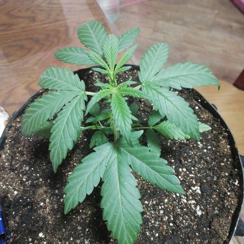 Six Shooter growlog timeline photo