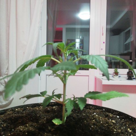 Six Shooter growlog timeline photo