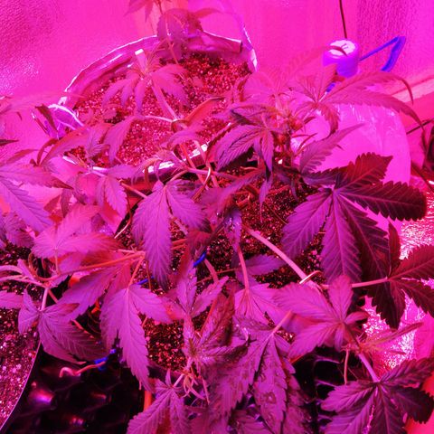 Six Shooter growlog photo: Загнул крайние ветки. 