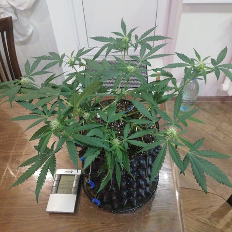 Six Shooter growlog timeline photo