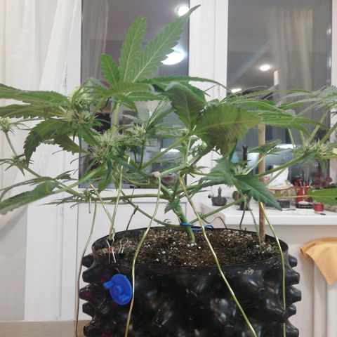 Six Shooter growlog timeline photo