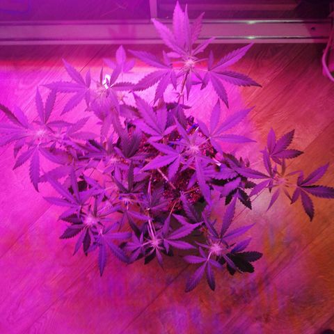 Six Shooter growlog timeline photo
