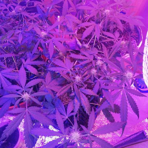 Six Shooter growlog timeline photo