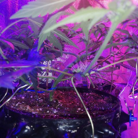 Six Shooter growlog timeline photo