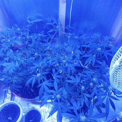 Six Shooter growlog timeline photo