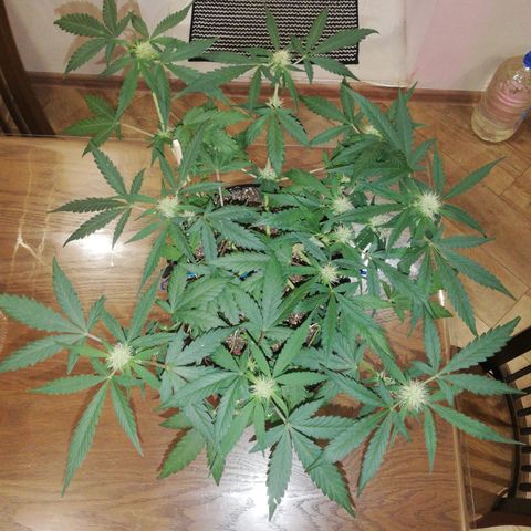 Six Shooter growlog timeline photo