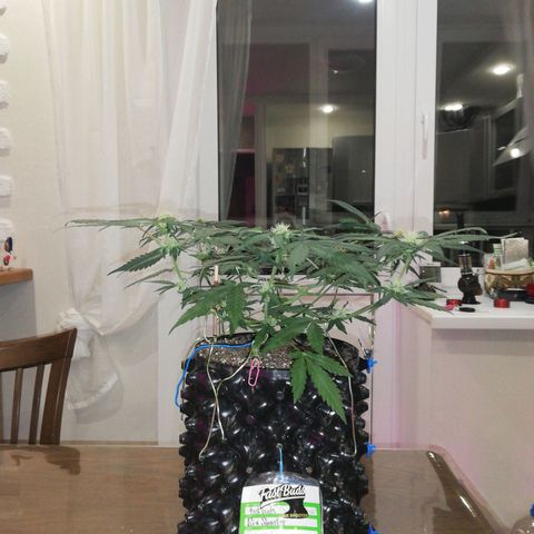 Six Shooter growlog timeline photo