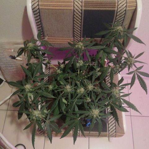 Six Shooter growlog timeline photo