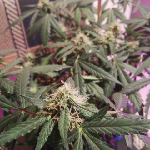 Six Shooter growlog timeline photo