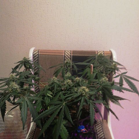 Six Shooter growlog timeline photo