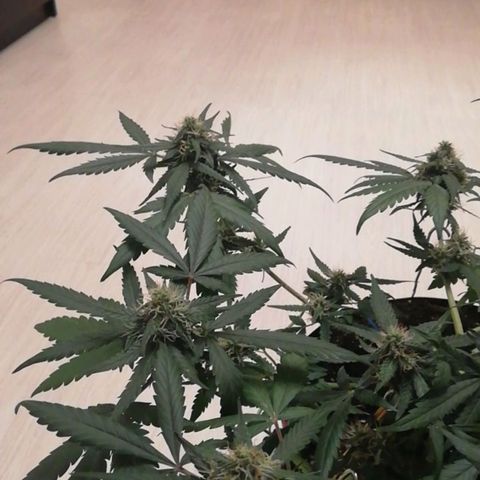 Six Shooter growlog timeline photo